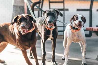 Three dogs walking on leash