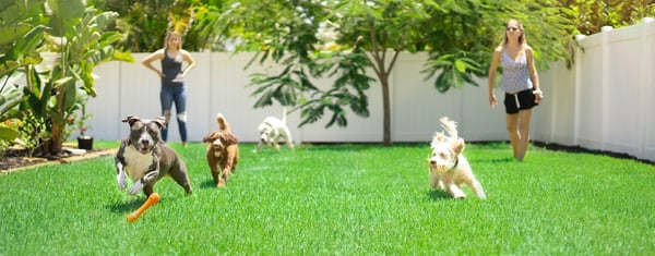 dogs playing outside with family