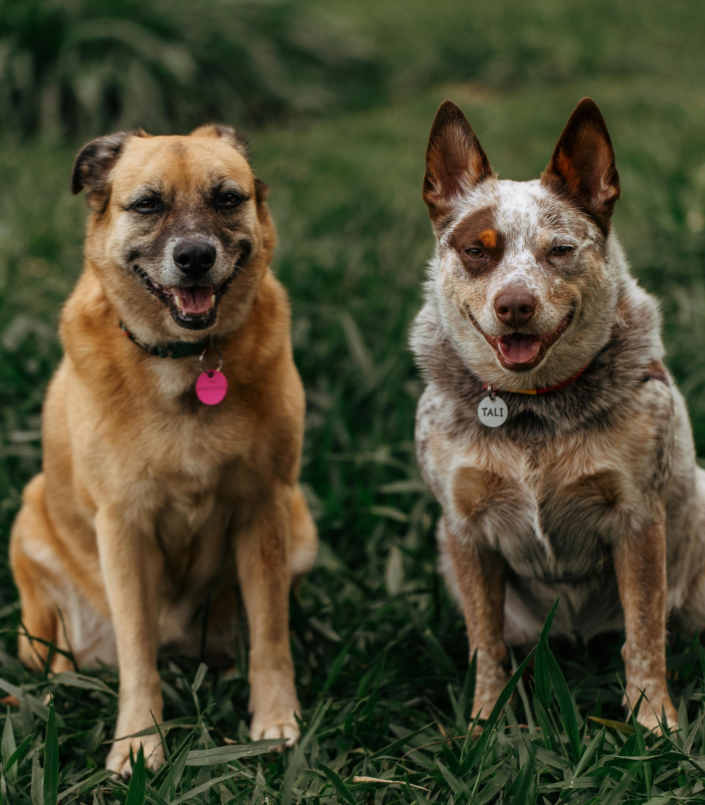 dogs-1