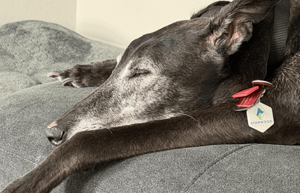 Large black dog sleeping indoors with a CareTags pet tracking device on collar.