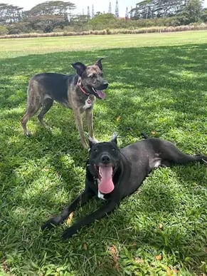two dogs outside in a field