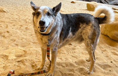 Dog standing on a sandy beach in France.
