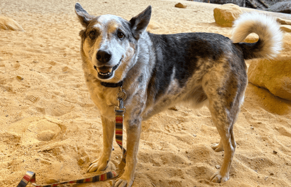 Dog standing on a sandy beach in France.