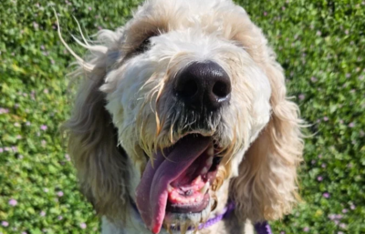 Close up shot of a shaggy dog with tongue hanging out.