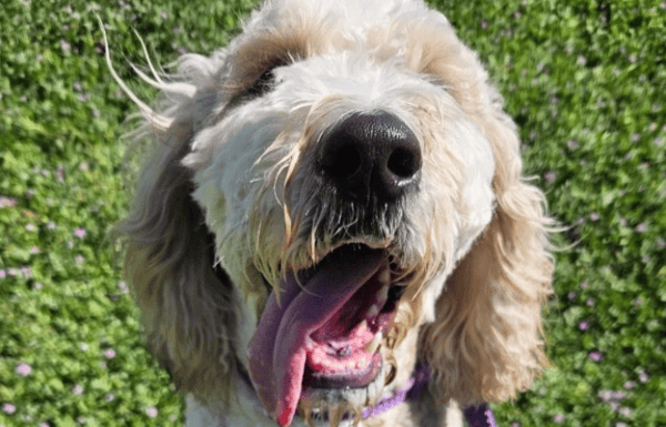 Close up shot of a shaggy dog with tongue hanging out.