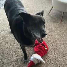 Max's Trip to London's pet