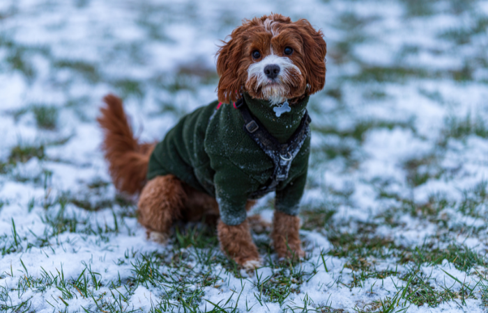 Dog outside in a sweater in the grass during a cold United Kingdom winter.
