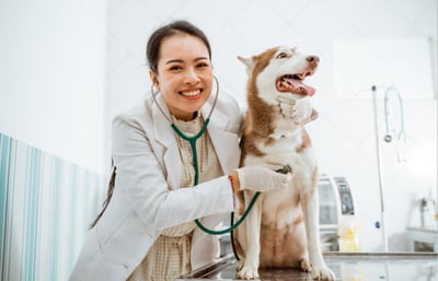 Dog receiving tapeworm treatment at the vet in preparation for pet travel to the EU.