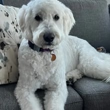 Goldendoodle to Spain's pet