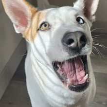 Eazy's Trip to Taiwan's pet