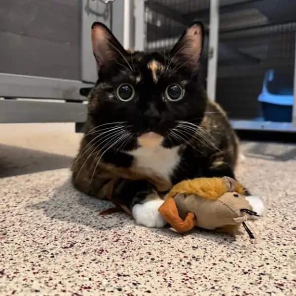 Eskra the cat sitting in the kitchen with a toy.