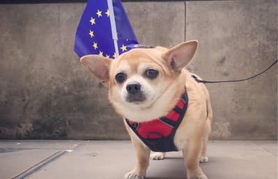 Small dog with European Union flag.