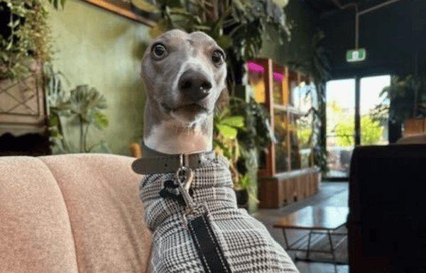 Dog wearing a sweater and sitting upright.