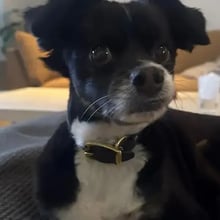 Fia and Hendrix Trip to Italy's pet