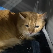 Fizzgig's Trip to the UK's pet