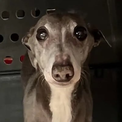 Fletcher's Trip to Belgium's pet