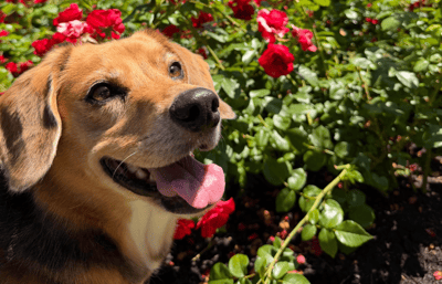 Dog outside in a flower field