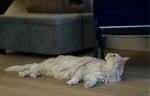 White fluffy cat laying down and looking up inside a living room on the floor.