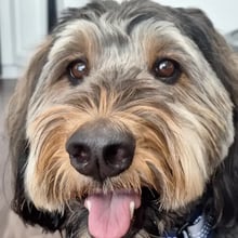 Ziggy, Pye, & Spirit's pet