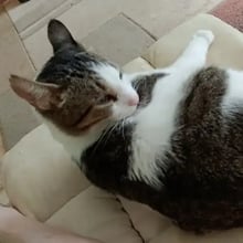 Frankie and Kittie's Trip the UK's pet