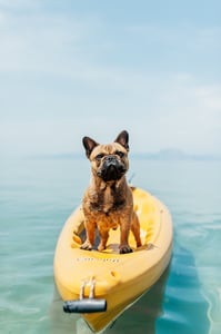 french bulldog in a kayak on the water