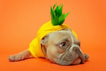 french bulldog in a pineapple costume