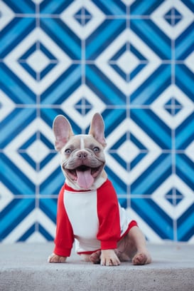 french bulldog in shirt