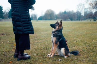 German Shepherd sitting for owner