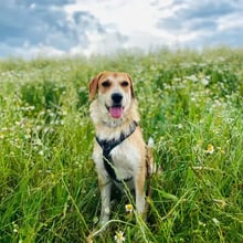 Indiana &&nbsp;Theodor's pet