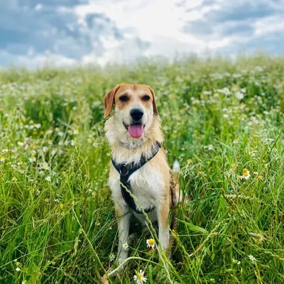 Indiana &&nbsp;Theodor's pet