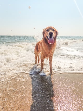 golden retriever at the beach