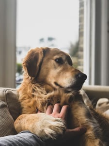 golden retriever getting pet by owner