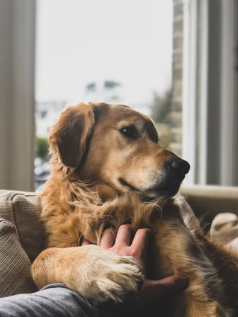 golden retriever getting pet