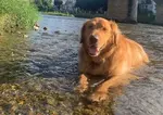 Golden retriever playing in the water in France