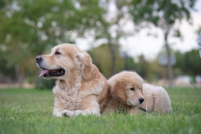 Golden retrievers laying in the grass