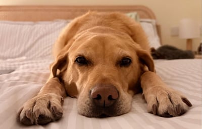 Golden Retriever dog laying on bed.