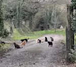 Cats going for a walk in France
