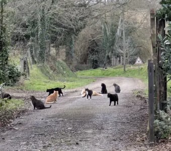 Cats going for a walk in France