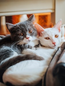 Gray cat snuggling with white cat