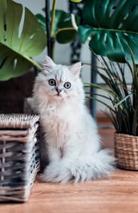 gray cat sitting near house plants