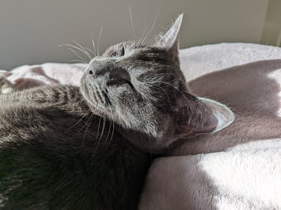 Gray cat sleeping on a fuzzy blanket