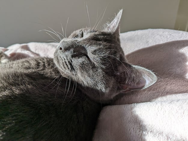 gray cat sleeping on fuzzy blanket