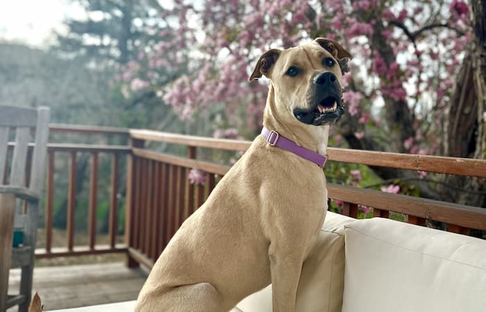 Leo and Winnie's pet