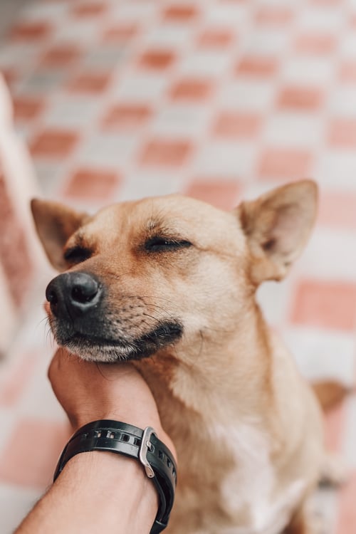 hand petting tan dog