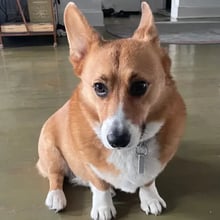 Hank's Trip to Sydney's pet