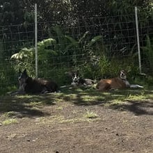 Annie, Clover, Rascal, & Francis' Trip to Hawaii's pet