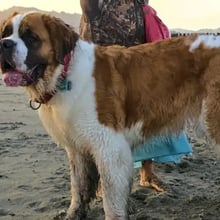 Hazel and George's Trip to San Francisco's pet