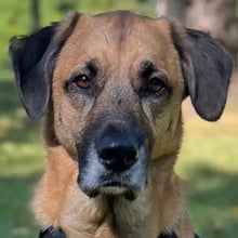 Howl's pet