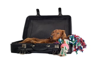 flying with a dog and their luggage
