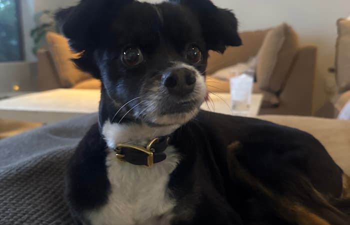 Fia and Hendrix's pet